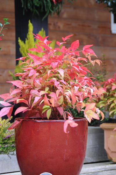 Nandina-Blush-Pink