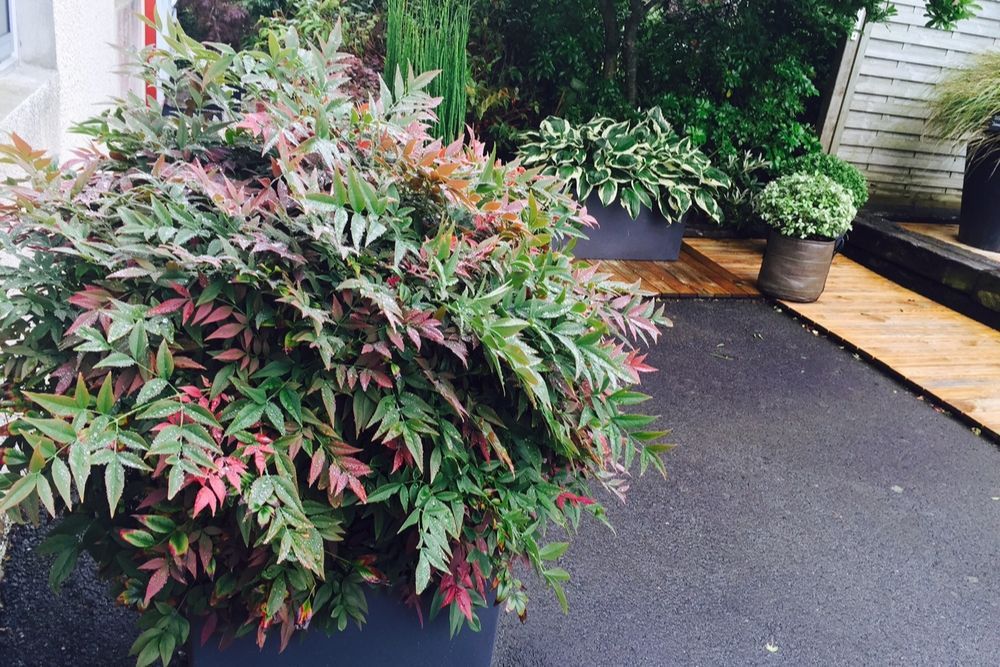 Nandina-Obssessed-Seika-en-pot-IMFG