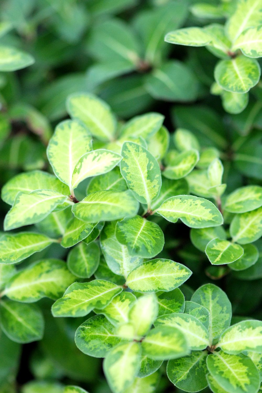 PITTOSPORUM-Golden-Ball-DSC_1857