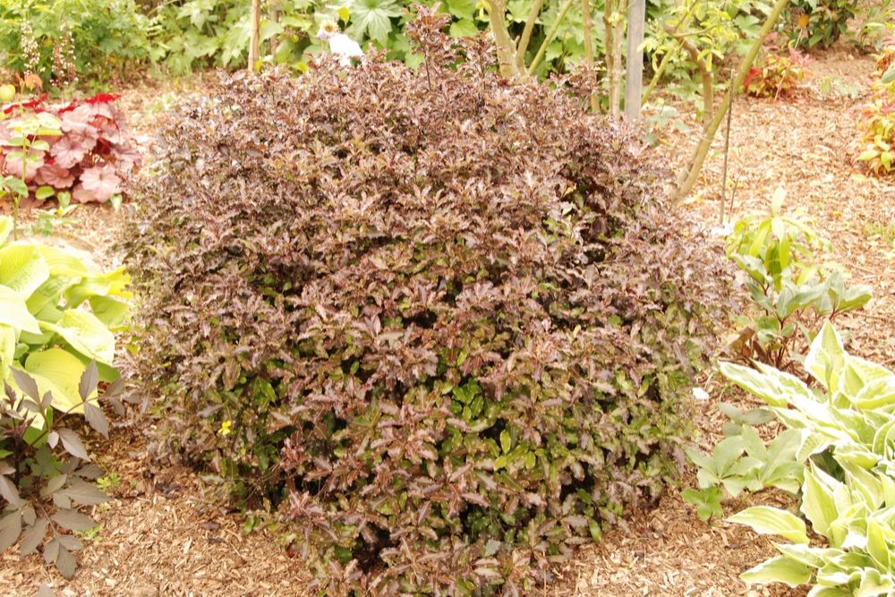 PITTOSPORUM-Tom-Thumb-IMFG