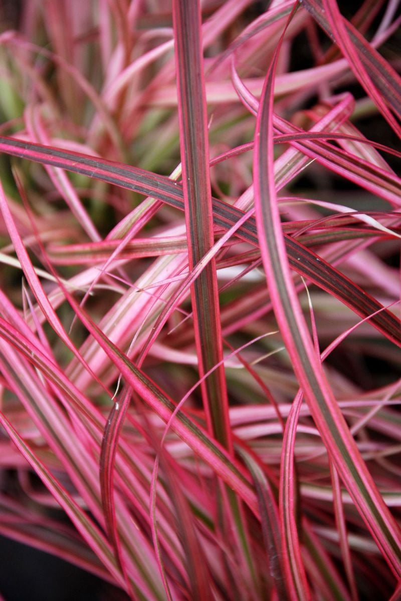 Pennisetum-Fireworks-DSC_0367-1