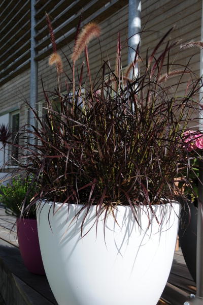 Pennisetum-Rubrum-DSC_0457