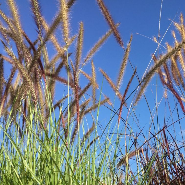Pennisetum-Rubrum