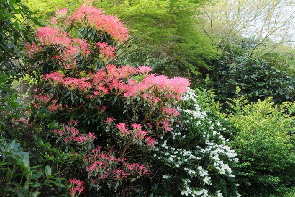 Pieris-Flaming-silver-et-prelude_1168