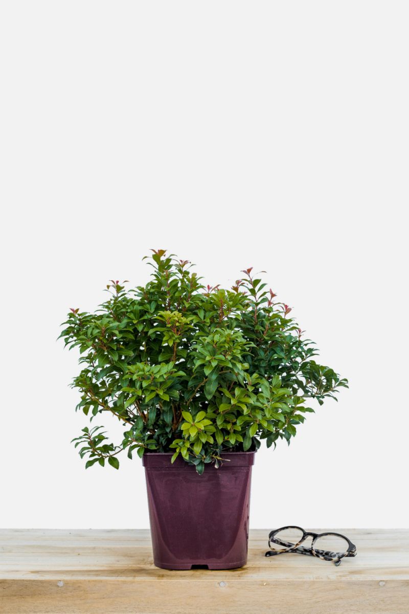 Pieris_Little_Heath_Green_pot_de_3_litres