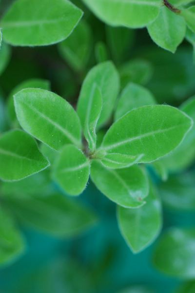 Pittospore-Golf-Ball