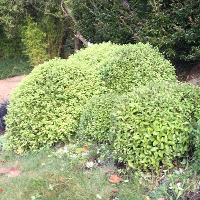 Pittosporum-Golf-Ball-IMG_1130