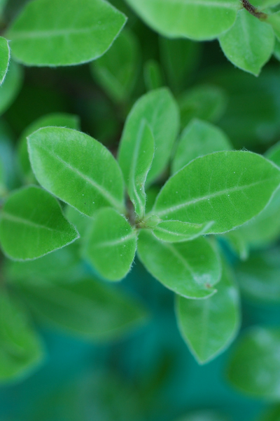 Pittosporum-Golf-Ball