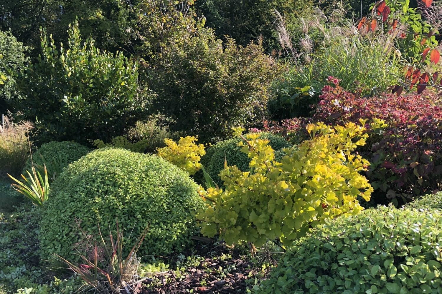 Pittosporum-golf-ball-Ginkgo-Mariken-jardin-Thomas-IMG_0515