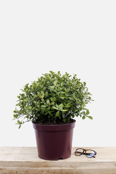 Pittosporum-golf-ball-pot-de-8-litres-imfg-mars-18-190