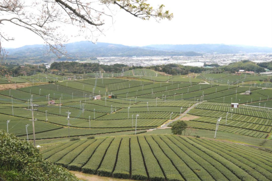 Plantation-theier-au-Japon-DSC_8994