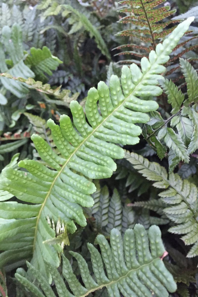 Polypodium-vulgare-IMG_1866