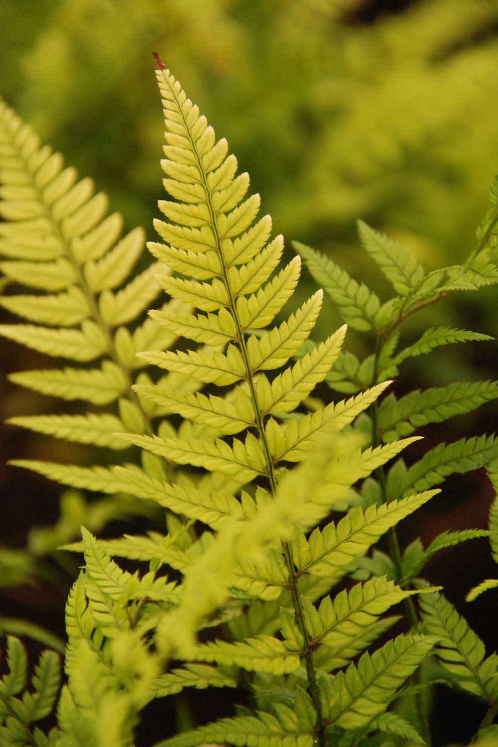 Polystichum-tsussimense-DSC_0092