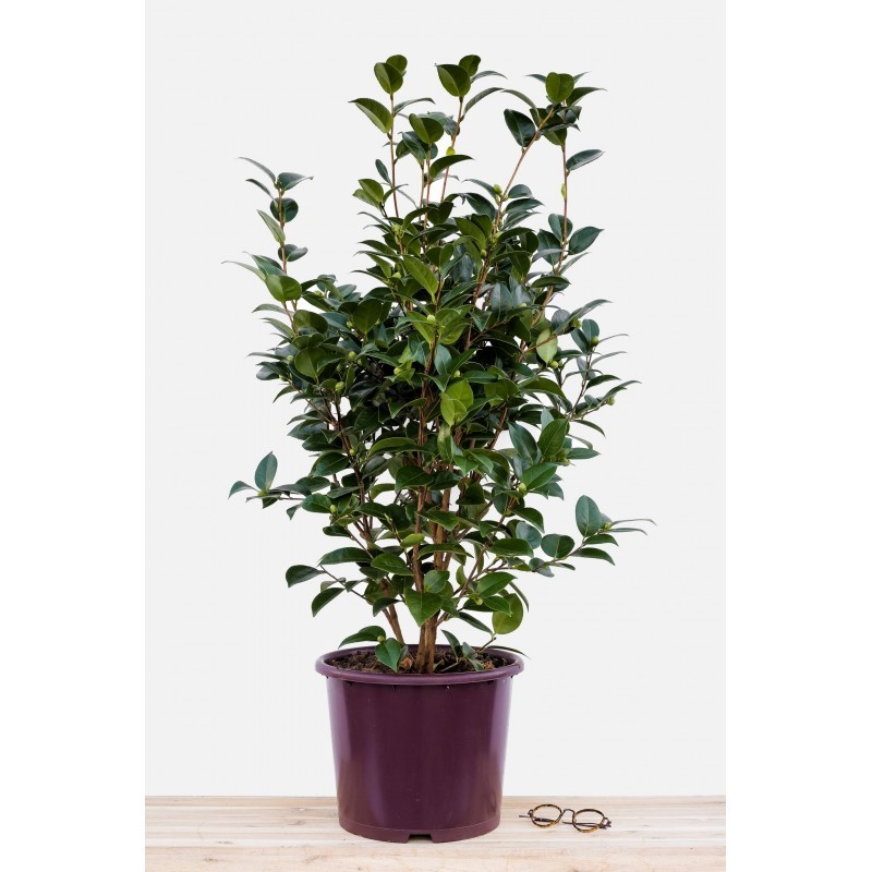 Pot-de-15-litres (1)