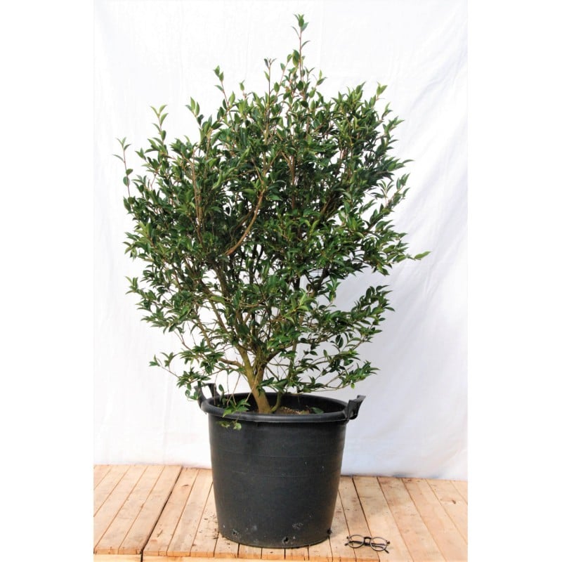 Pot-de-65-litres (1)