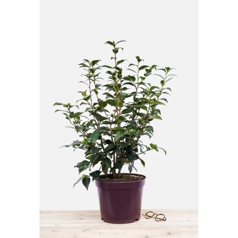 Pot-de-8-litres-1 (1)