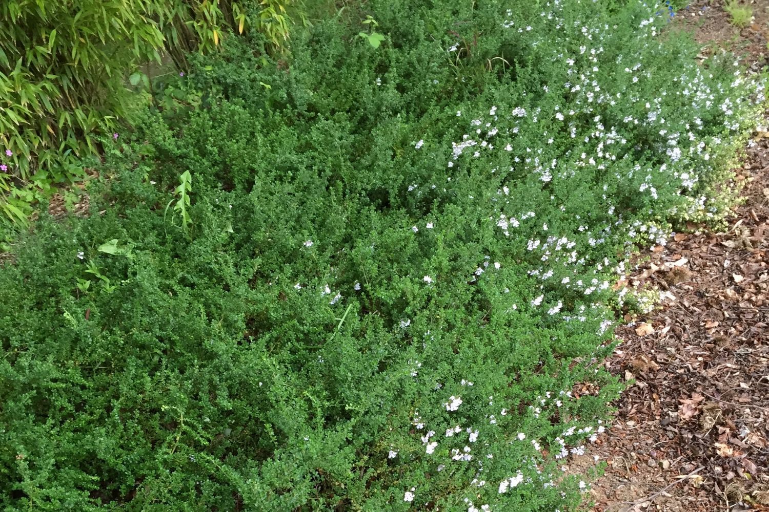 Prostanthera-cuneata-IMFG