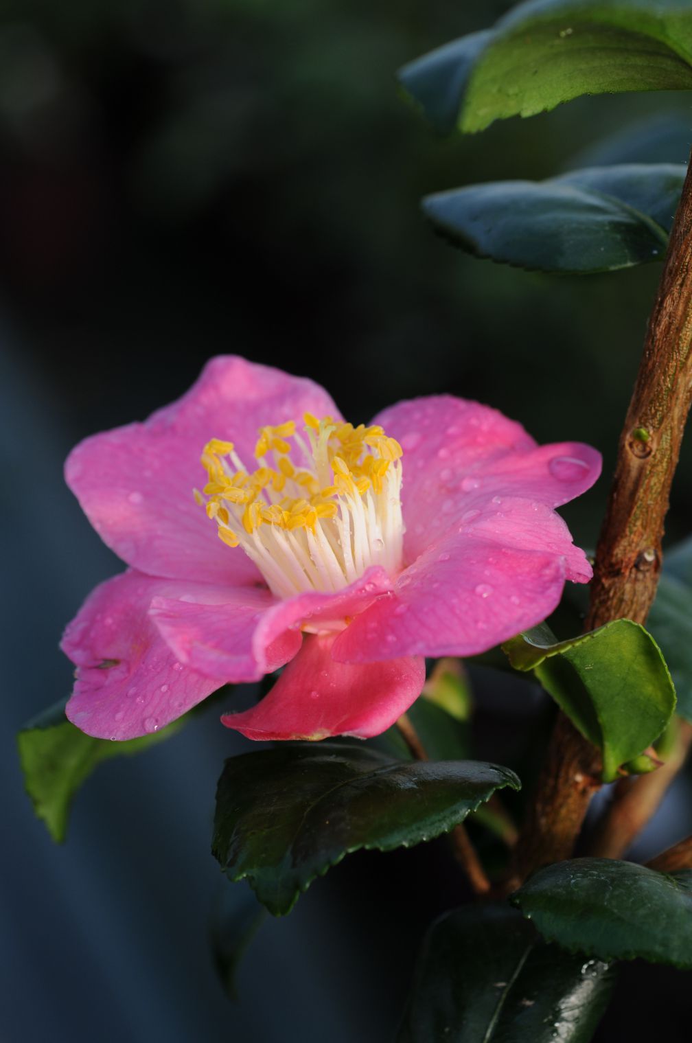 Camelia Koto no kaori DSC_8135-1