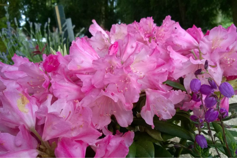 Rhododendron-Kalinka