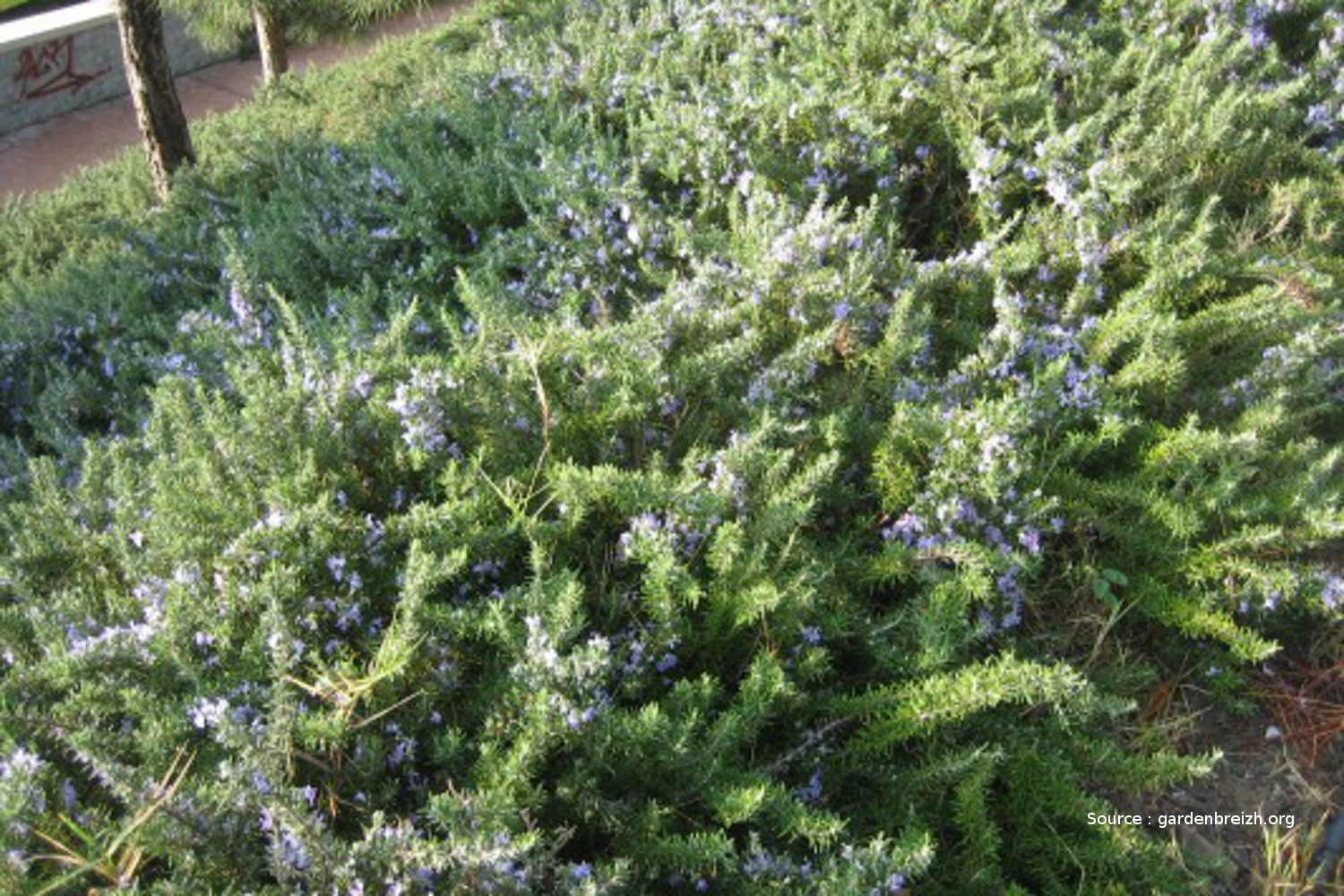 Romarin-GBPIX_photo_17997