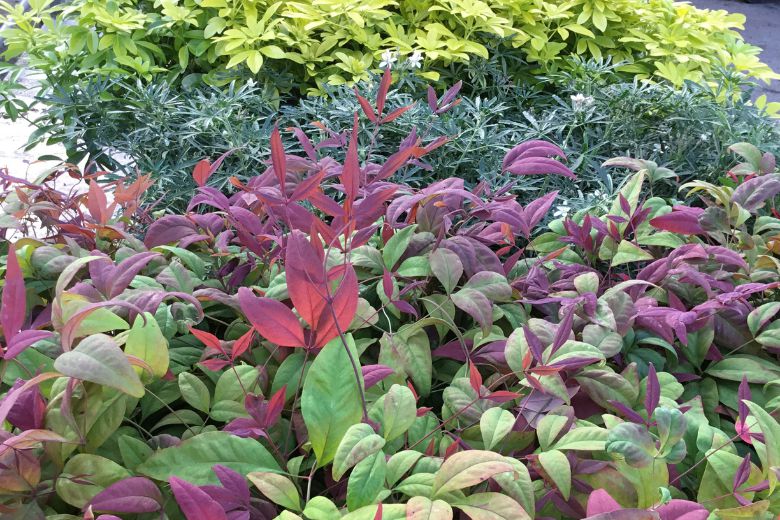 Roue-blog-nandina-blush-pink-choisya-