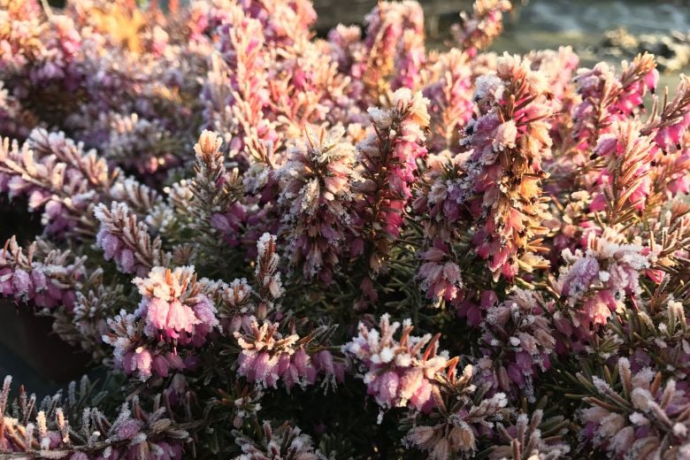 Roue_Pepinieres_Bruyere_enneigee-1