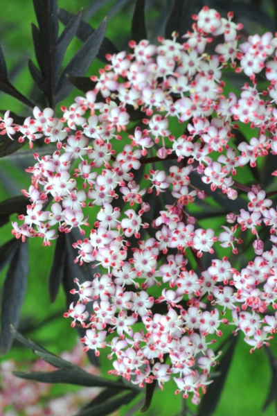 Sambuscus-Black-Lace-1