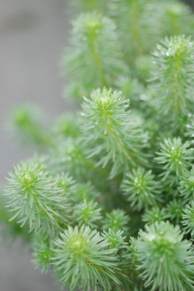 Sedum-Green-Ball-Jan-29-2024-03-11-35-3731-PM