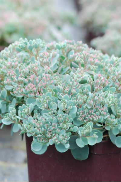Sedum-Rocky-DSC_0353-1