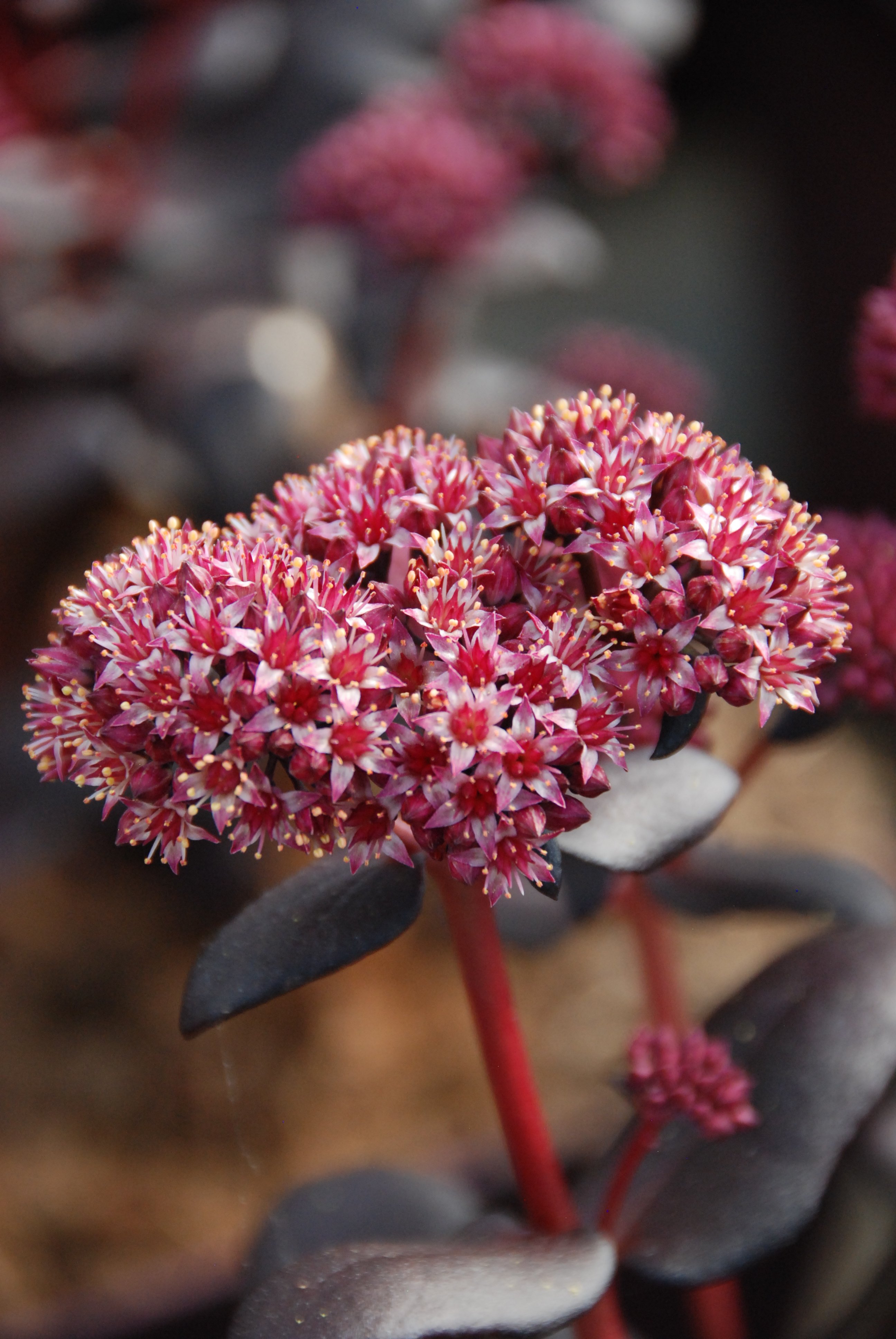 Sedum-Touchdown-Teak-DSC_1396