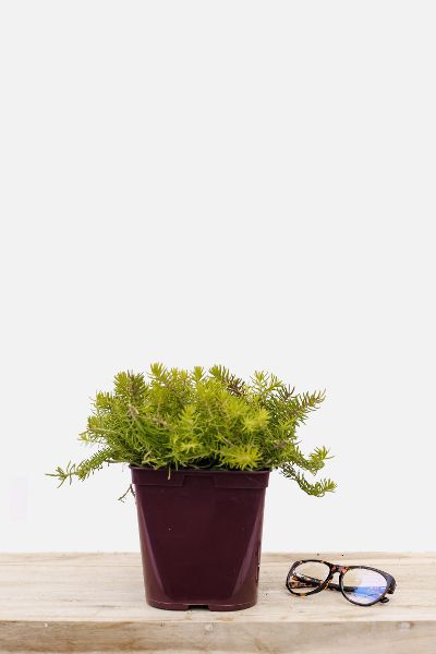 Sedum-Yellow-Cushion-pot-de-3-litres-imfg-mars-18-43-1