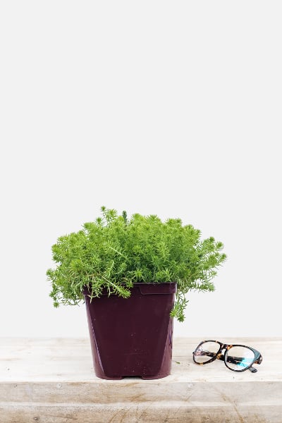 Sedum-lemon-ball-pot-de-3-litres-imfg-mars-18-102-1
