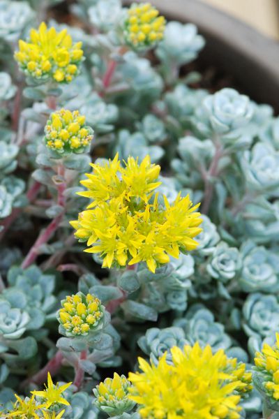 Sedum_Cape_Blanco_DSC_0312-1