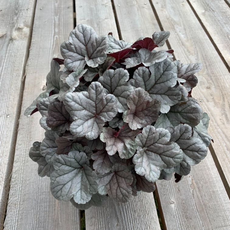 Silver-Gumdrop