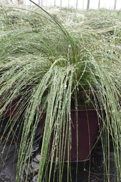 Stipa-Pony-Trails