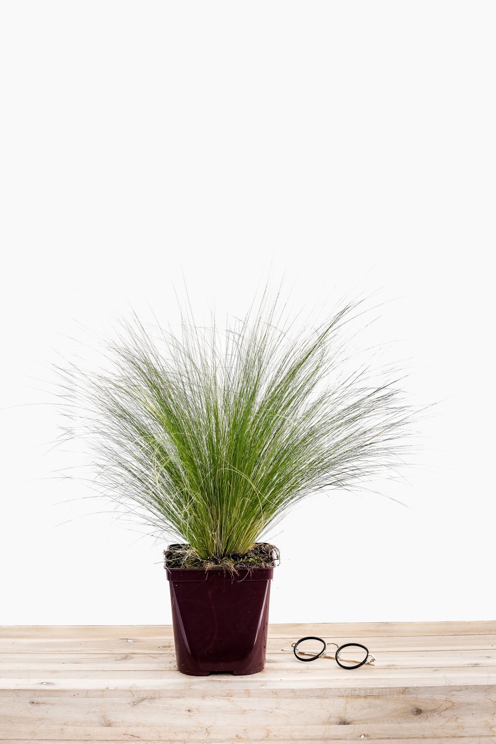 Stipa_Pony-Tails-pot_de_3_litres-1
