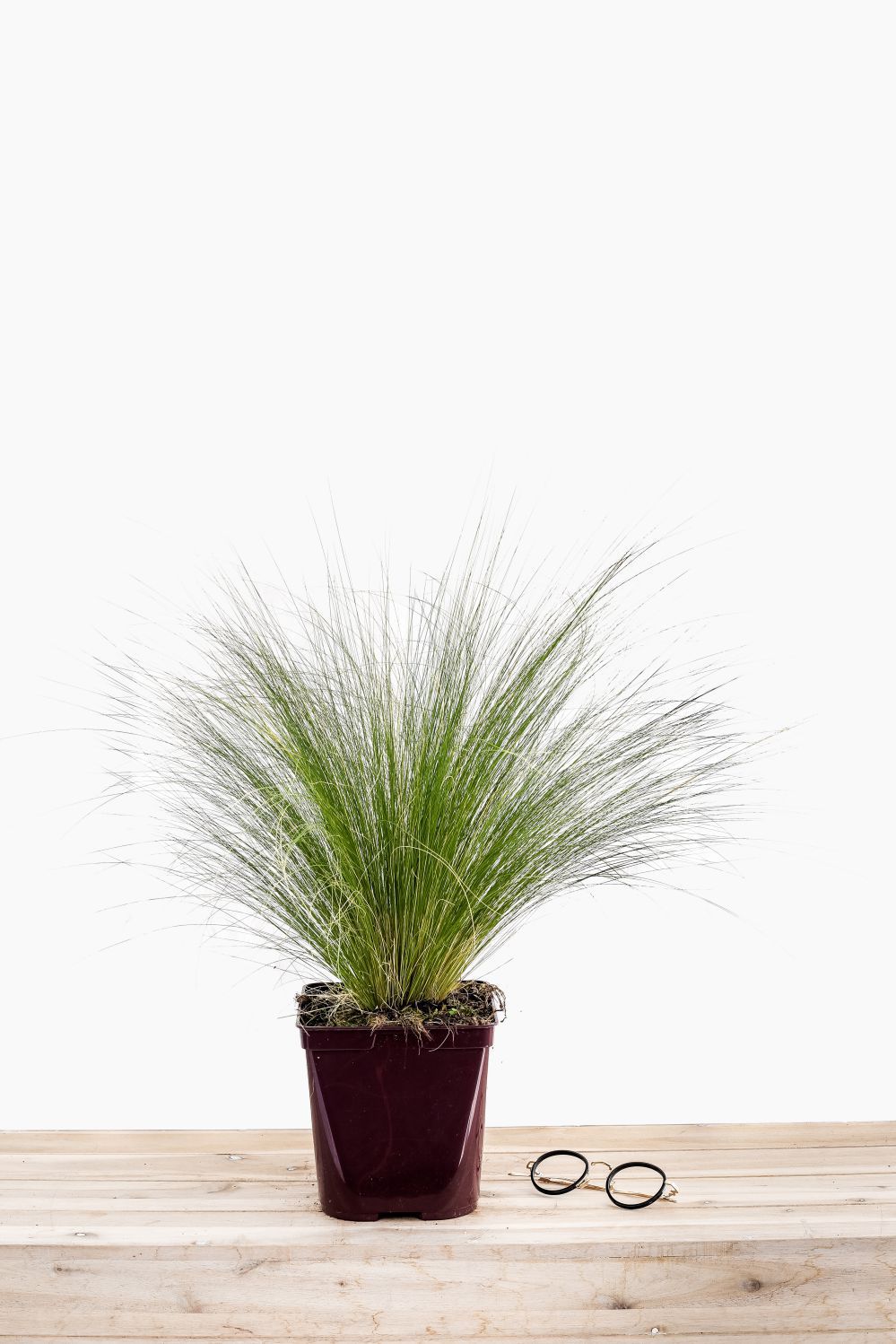 Stipa_Pony-Tails-pot_de_3_litres