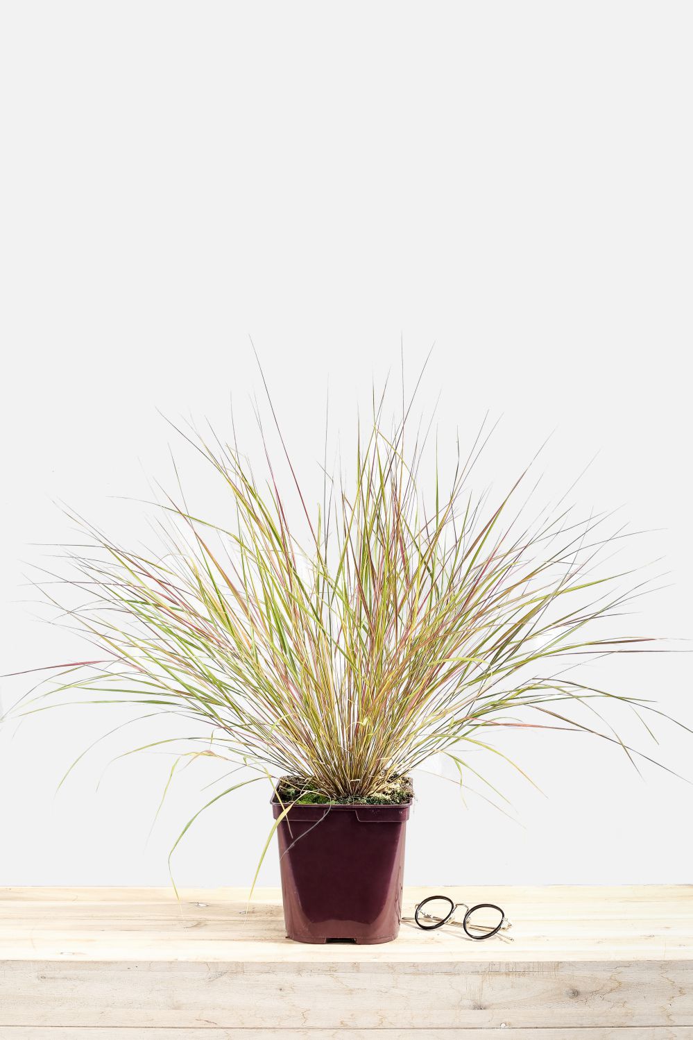 Stipa_Sirocco_pot_de_3_litres