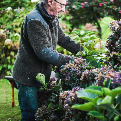 Taille-Hortensia-147-1