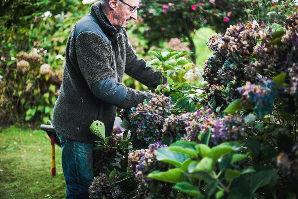 Taille-Hortensia-entretien