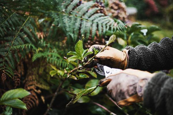 Tout sur l’Érable du Japon : Où ? Quand ? Comment le planter ? 10 - Roué Pépinières Taille-hortensia-40