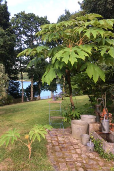 Tetrapanax-Rex-IMG_1163