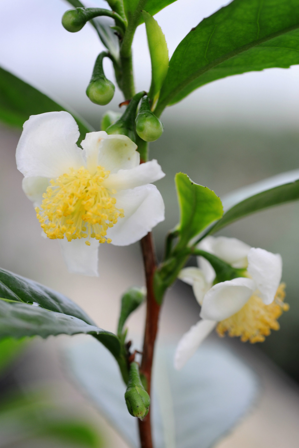Théier-Camelia_Sinensis_theier_6832