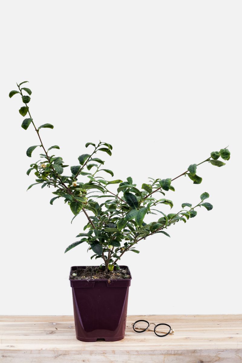 Theier_Camelia_sinensis_pot_de_3_litres