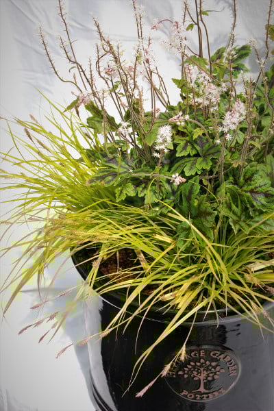 Tiarella-carex-everillo-DSC_2039-2