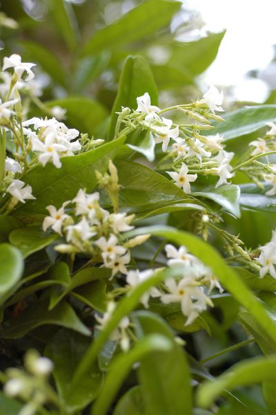 Trachelospermum_jasminoides