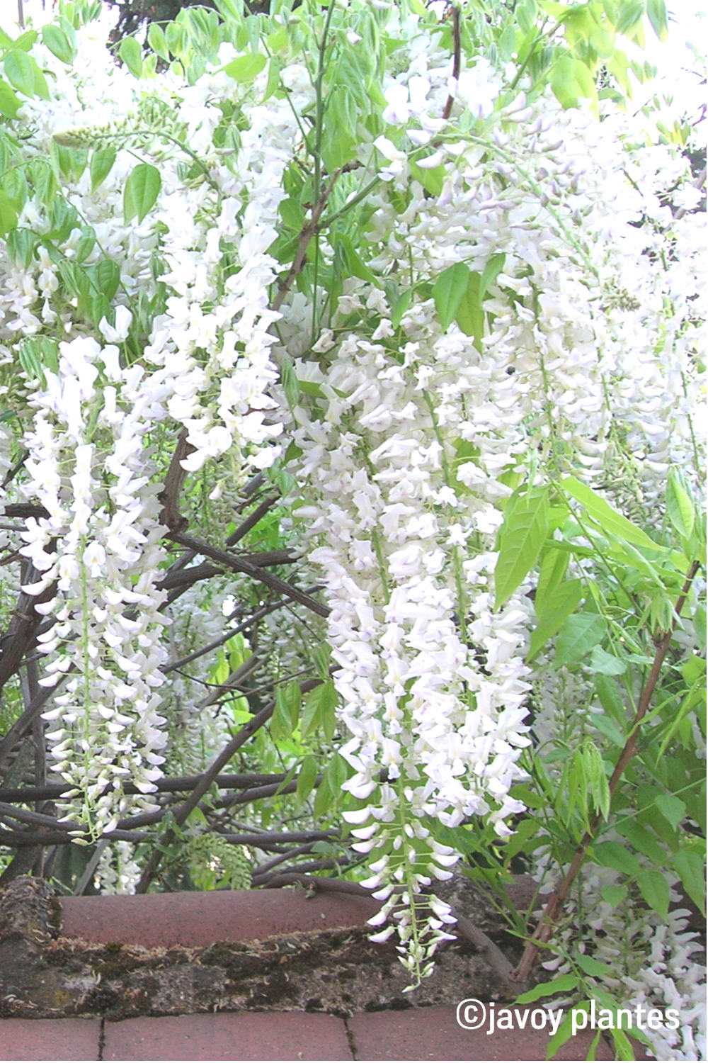 Wisteria-Floribunda-Alba-1