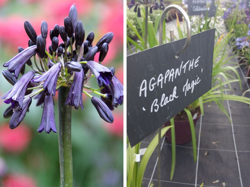 agapanthe black magic
