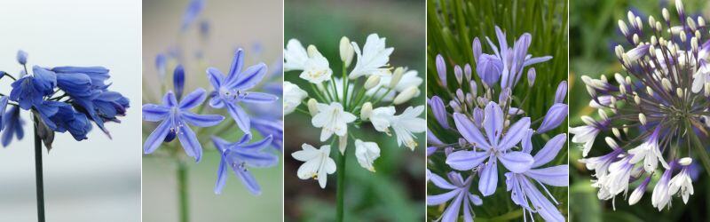 agapanthes-1
