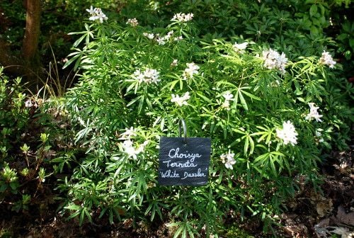 Les Choisyas – Orangers du Mexique 2 - Roué Pépinières ardoise-choisya-white-dazzler-DSC_0178